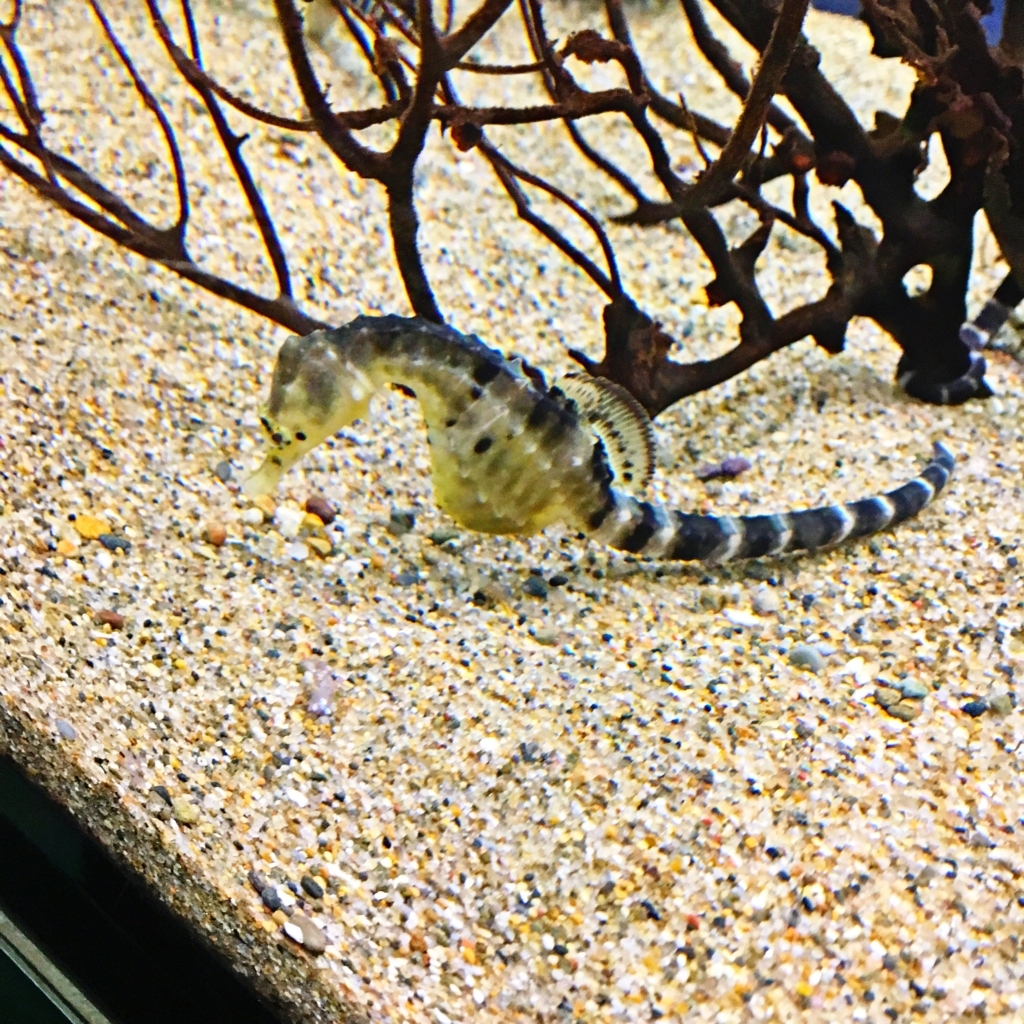 ポットベリー・シーホース