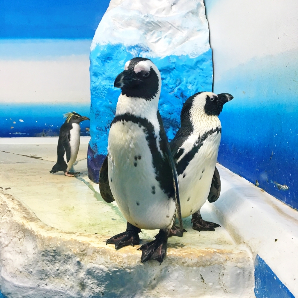 イワトビペンギン