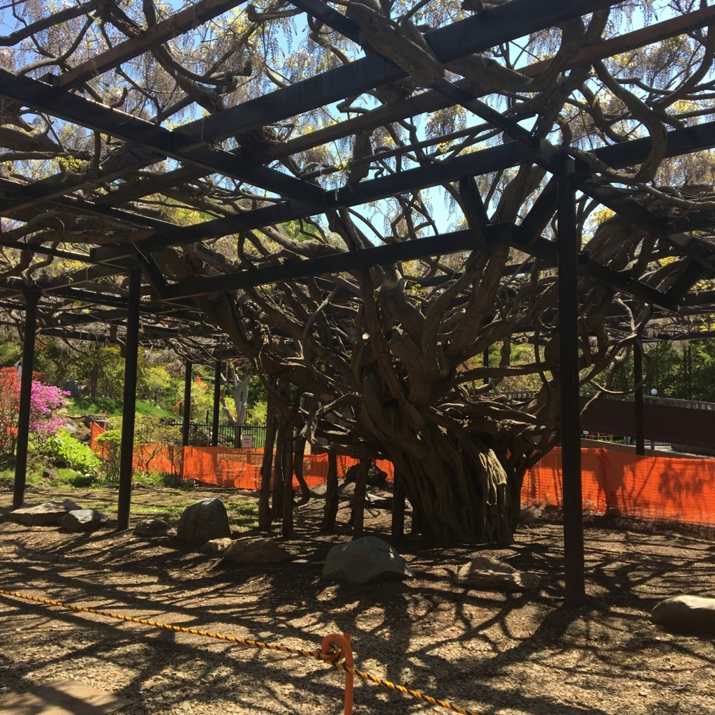 すごい樹木。100歳以上